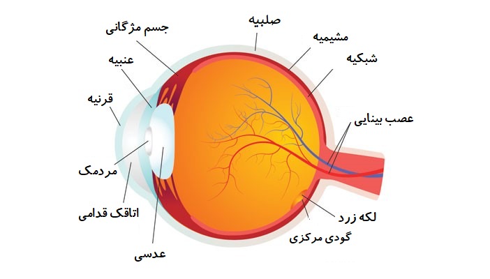 نگاهی به ساختار چشم